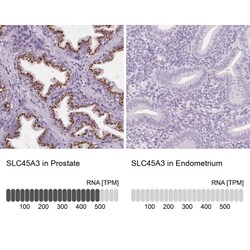 SLC45A3/Prostein Antibody, Novus Biologicals:Antibodies:Primary Antibodies